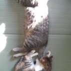 ねこ